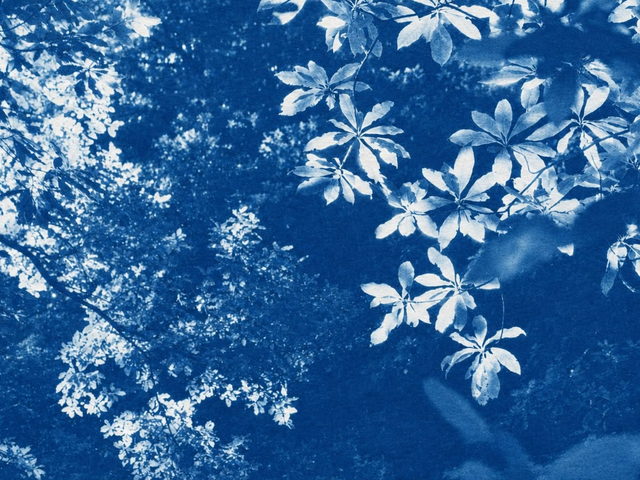 Cianotipia azul de folhas e ramos contra o céu